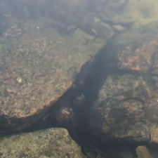 NORDHORE Logo in rund