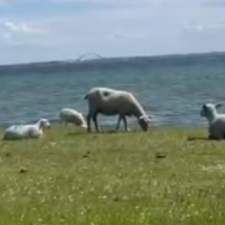 NORDHORE Logo in rund