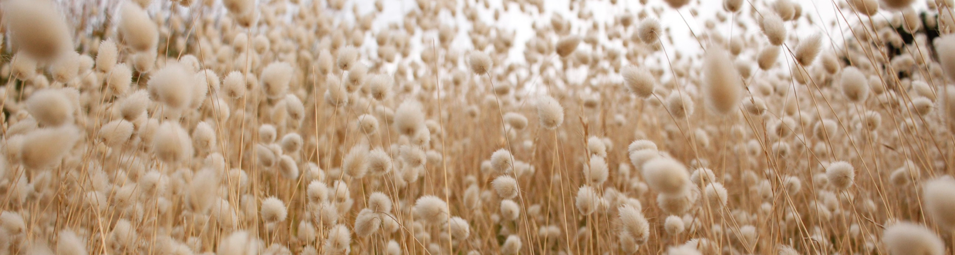 Hintergrundbild Baumwollfeld