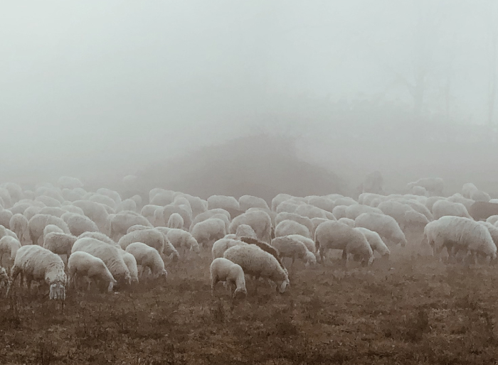 Hintergrundbild Schafherde